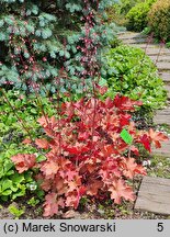 Heuchera Cranberry