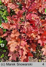 Heuchera Cranberry