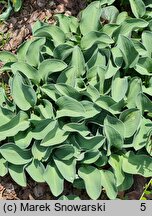 Hosta Blue Mouse Ears