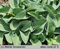 Hosta Blue Mouse Ears