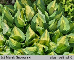 Hosta Island Charm