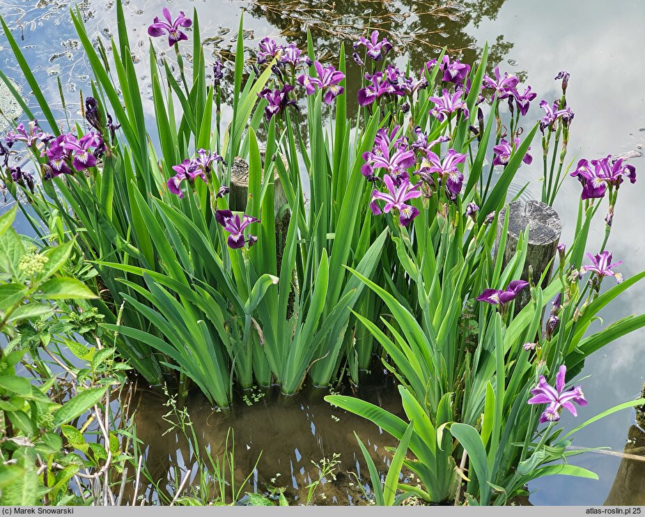 Iris versicolor Kermesina