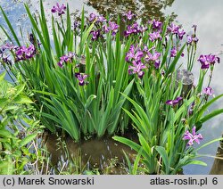 Iris versicolor Kermesina