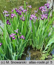 Iris versicolor Kermesina