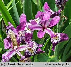 Iris versicolor Kermesina