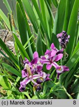 Iris versicolor Kermesina