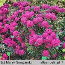 Rhododendron hort. Pearce's American Beauty