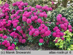 Rhododendron Pearce's American Beauty