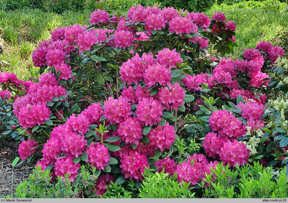 Rhododendron Pearce's American Beauty