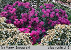 Rhododendron hort. Pearce's American Beauty