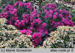 Rhododendron Pearce's American Beauty