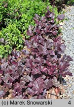 Heuchera Midnight Rose