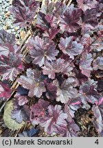 Heuchera Midnight Rose