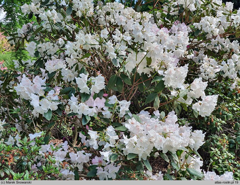 Rhododendron hort. Mrs Charles E. Pearson