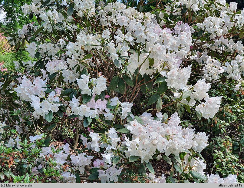 Rhododendron Mrs Charles E. Pearson