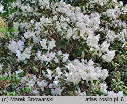 Rhododendron hort. Mrs Charles E. Pearson