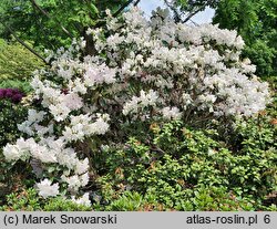 Rhododendron Mrs Charles E. Pearson