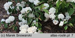 Viburnum plicatum Mary Milton