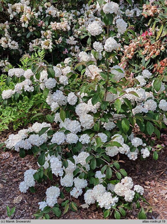 Viburnum plicatum Mary Milton