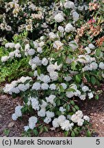 Viburnum plicatum Mary Milton