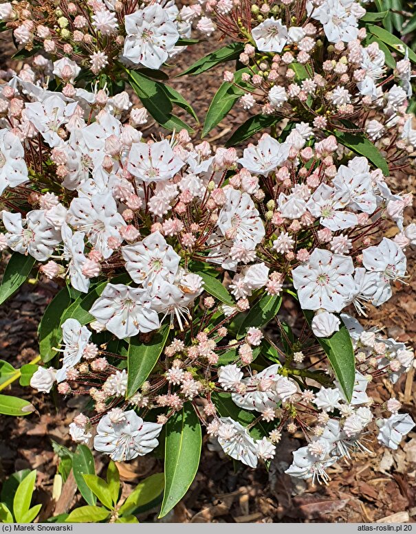 Kalmia latifolia Utopia