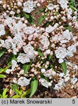 Kalmia latifolia Utopia