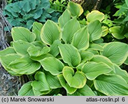 Hosta Fragrant Bouquet