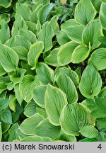 Hosta Fragrant Bouquet