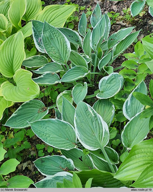 Hosta Zager's White Edge