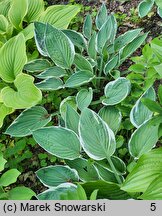 Hosta Zager's White Edge