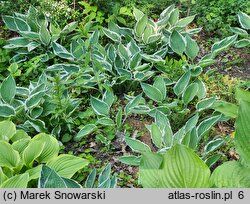 Hosta Zager's White Edge