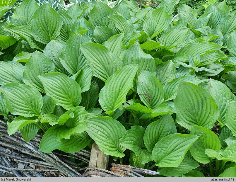 Hosta Royal Standard