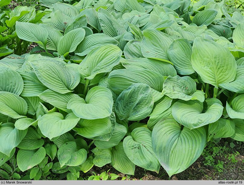 Hosta Guacamole