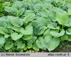 Hosta Guacamole