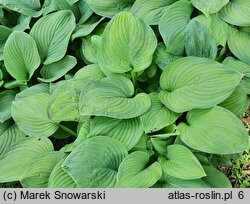 Hosta Guacamole