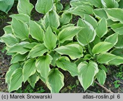 Hosta Shogun