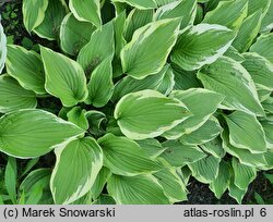 Hosta Shogun