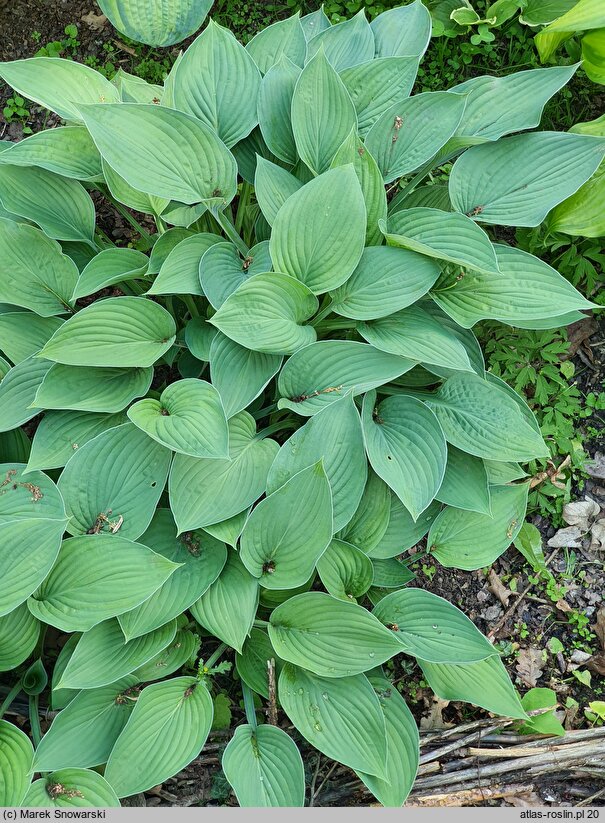 Hosta Susan