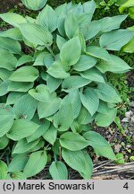 Hosta Susan