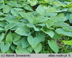 Hosta Susan