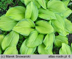 Hosta Stained Glass