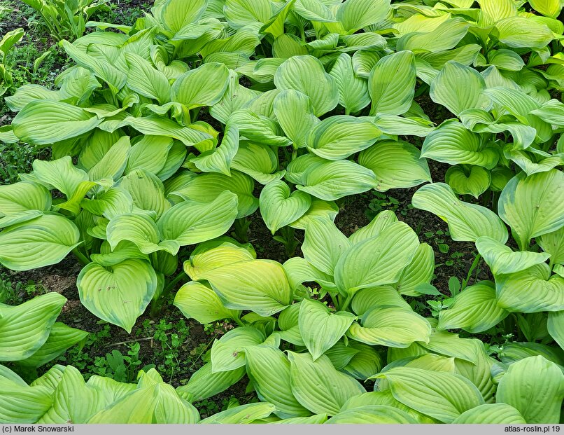 Hosta Stained Glass