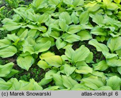 Hosta Stained Glass