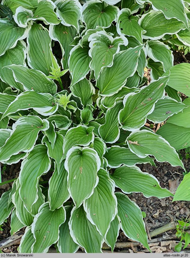 Hosta Crispula