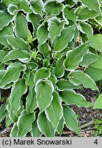 Hosta Crispula