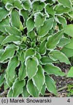 Hosta Crispula