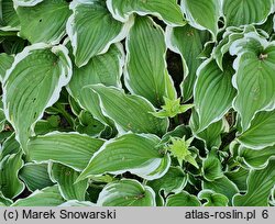 Hosta Crispula