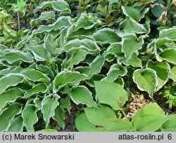 Hosta Crispula