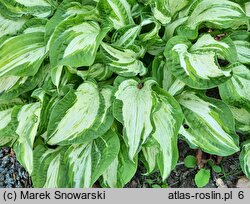 Hosta Allegan Fog