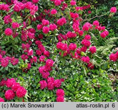 Rhododendron hort. America